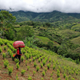 A coca collector in the field